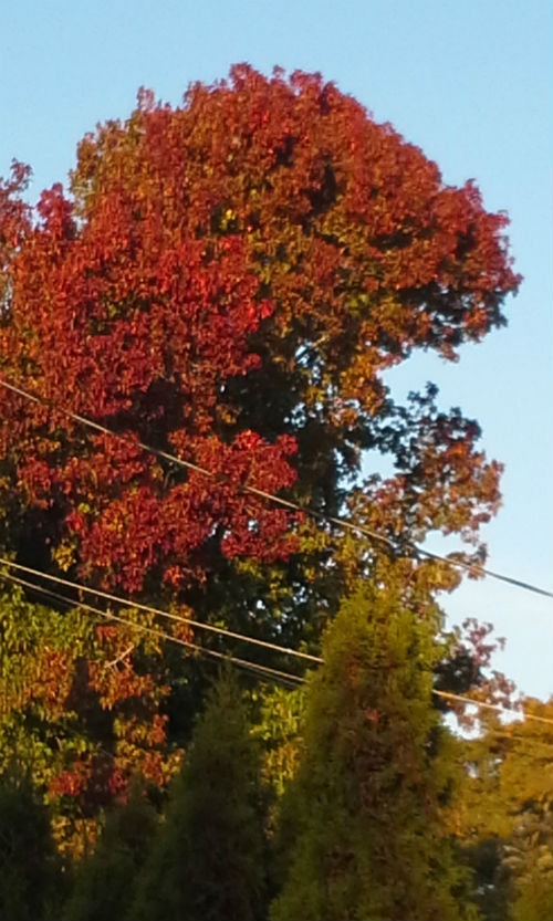 Resplendent autumn colours!