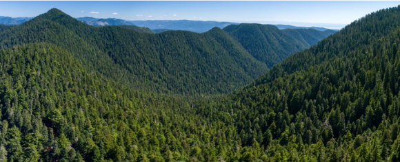 Fairy Creek Old Growth Forest